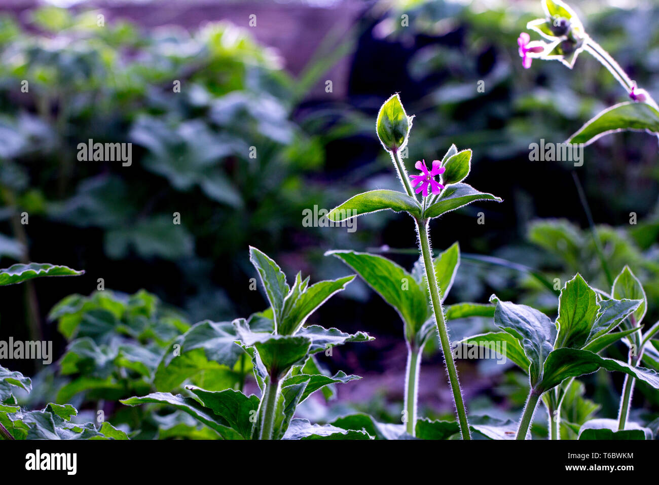 Close-up photo of wild flowers Stock Photo - Alamy
