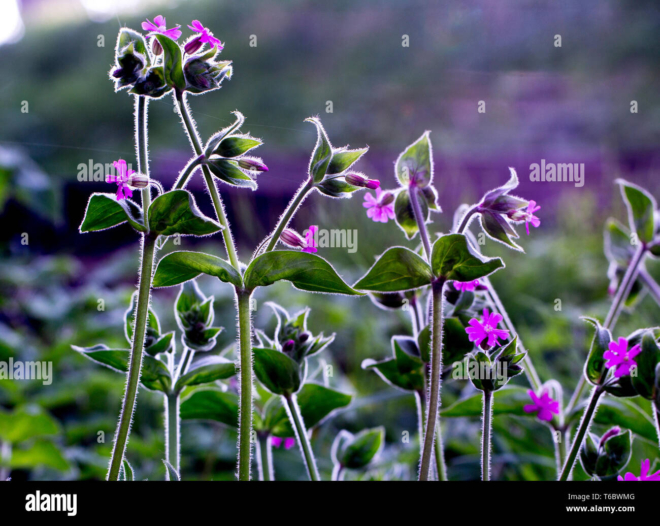 Close-up photo of wild flowers Stock Photo - Alamy