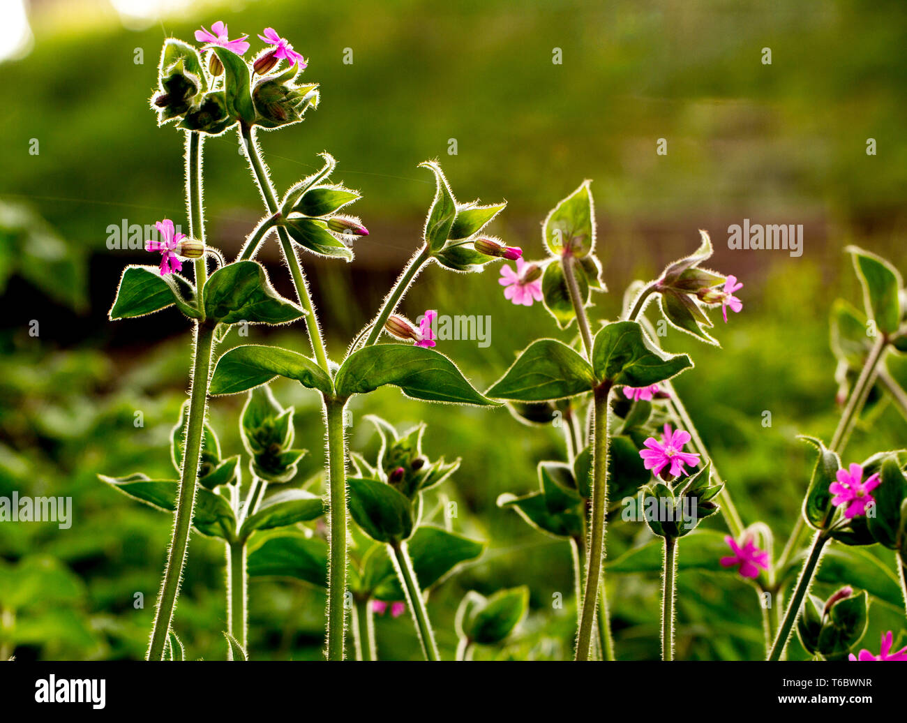 Close-up photo of wild flowers Stock Photo - Alamy