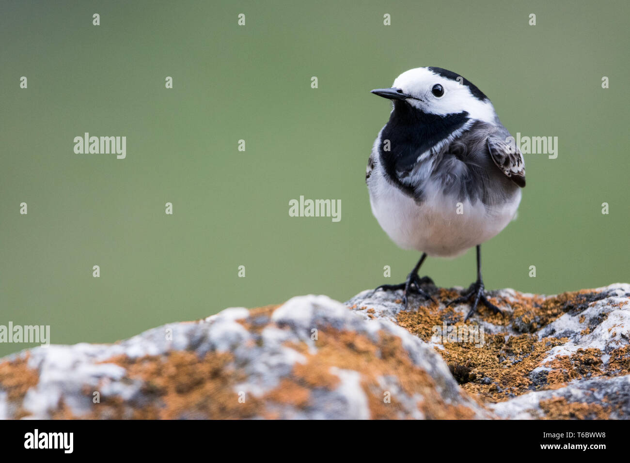 White wagtail Stock Photo