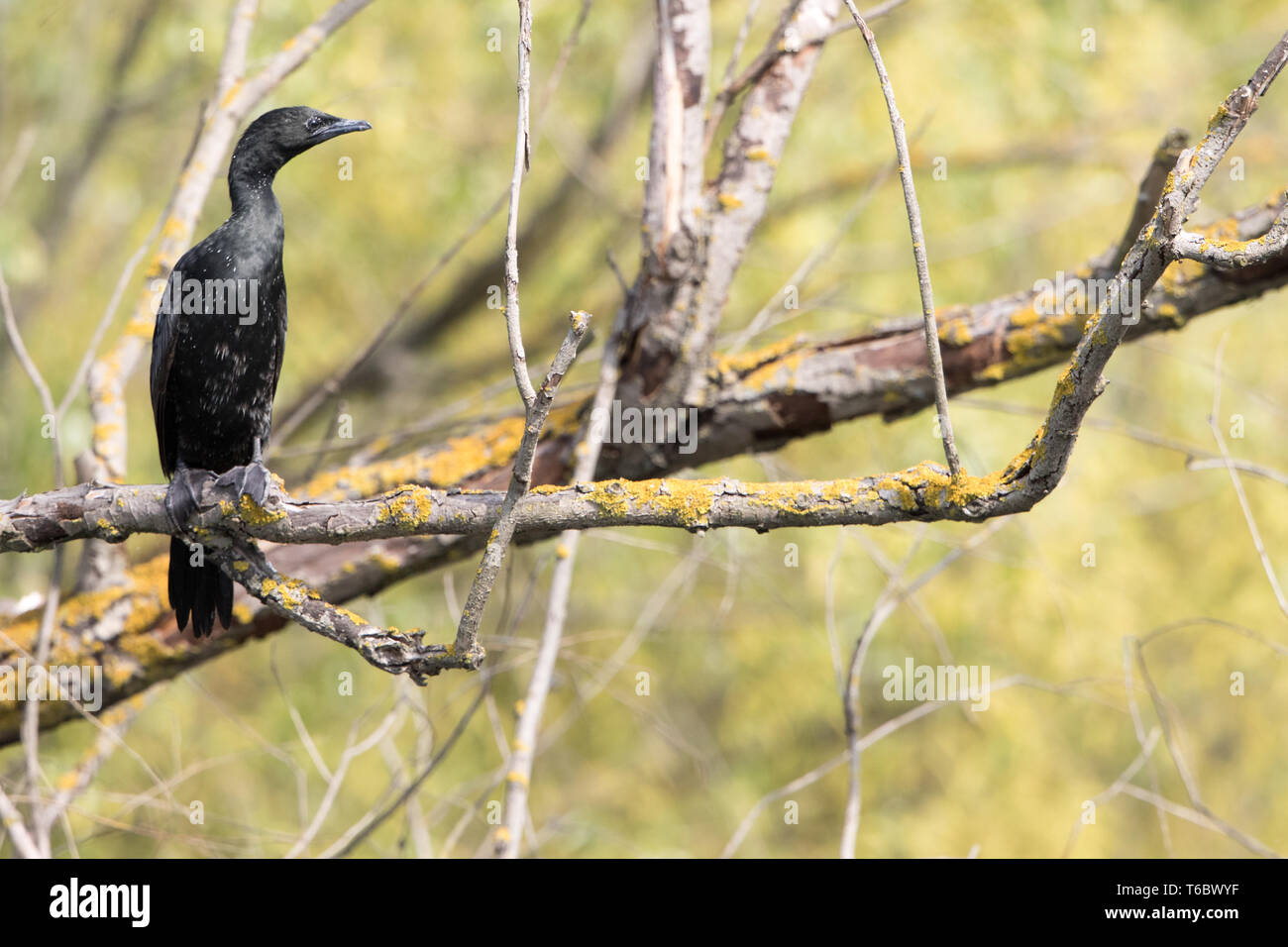 Pigmy cormorant Stock Photo