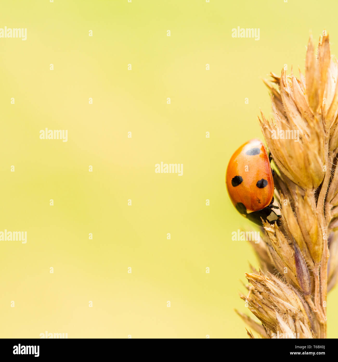 Ladybug Stock Photo