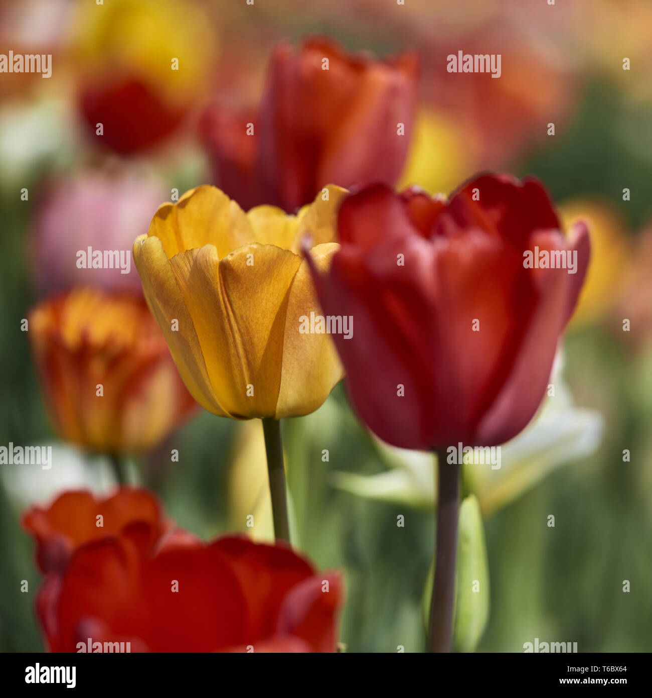Tulip blooming season in the Netherlands, Europe Stock Photo Alamy