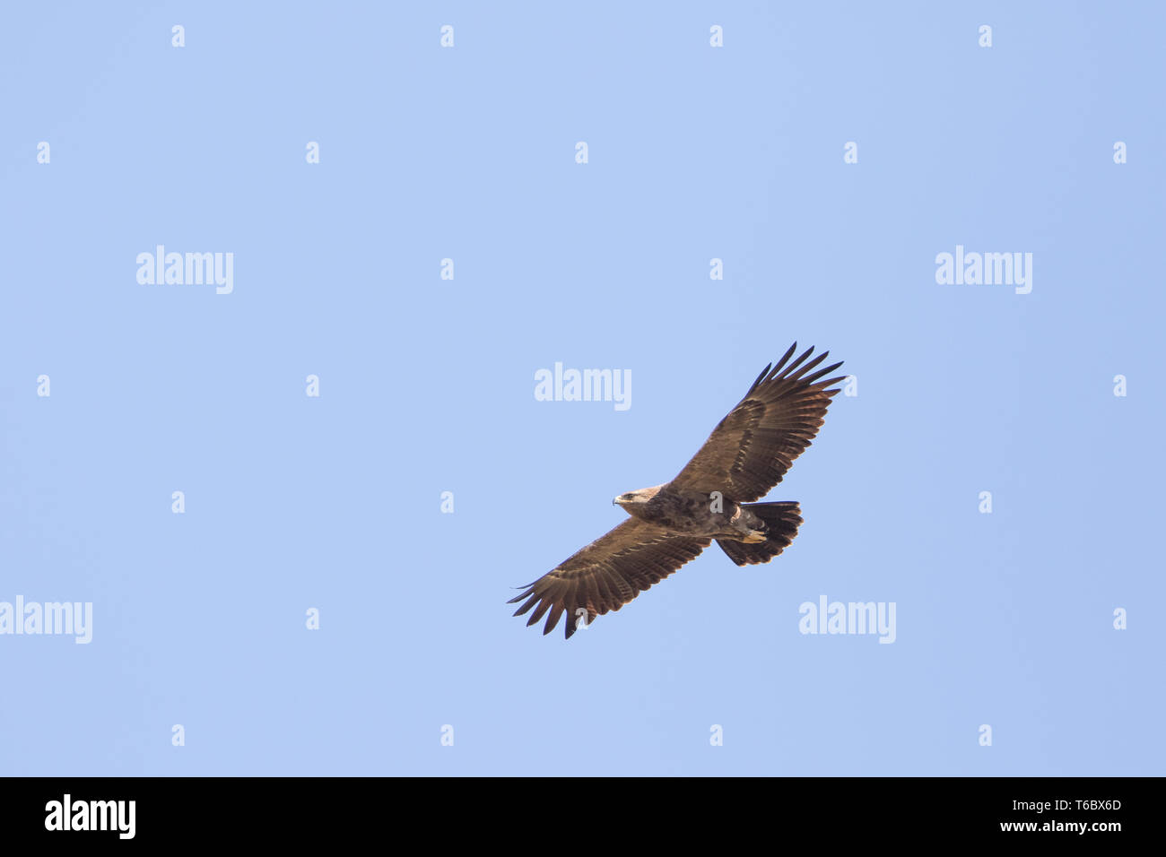 Lesser Spotted Eagle Stock Photo