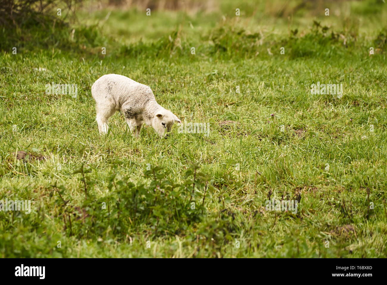 Young sheep on a meadow in summer Stock Photo