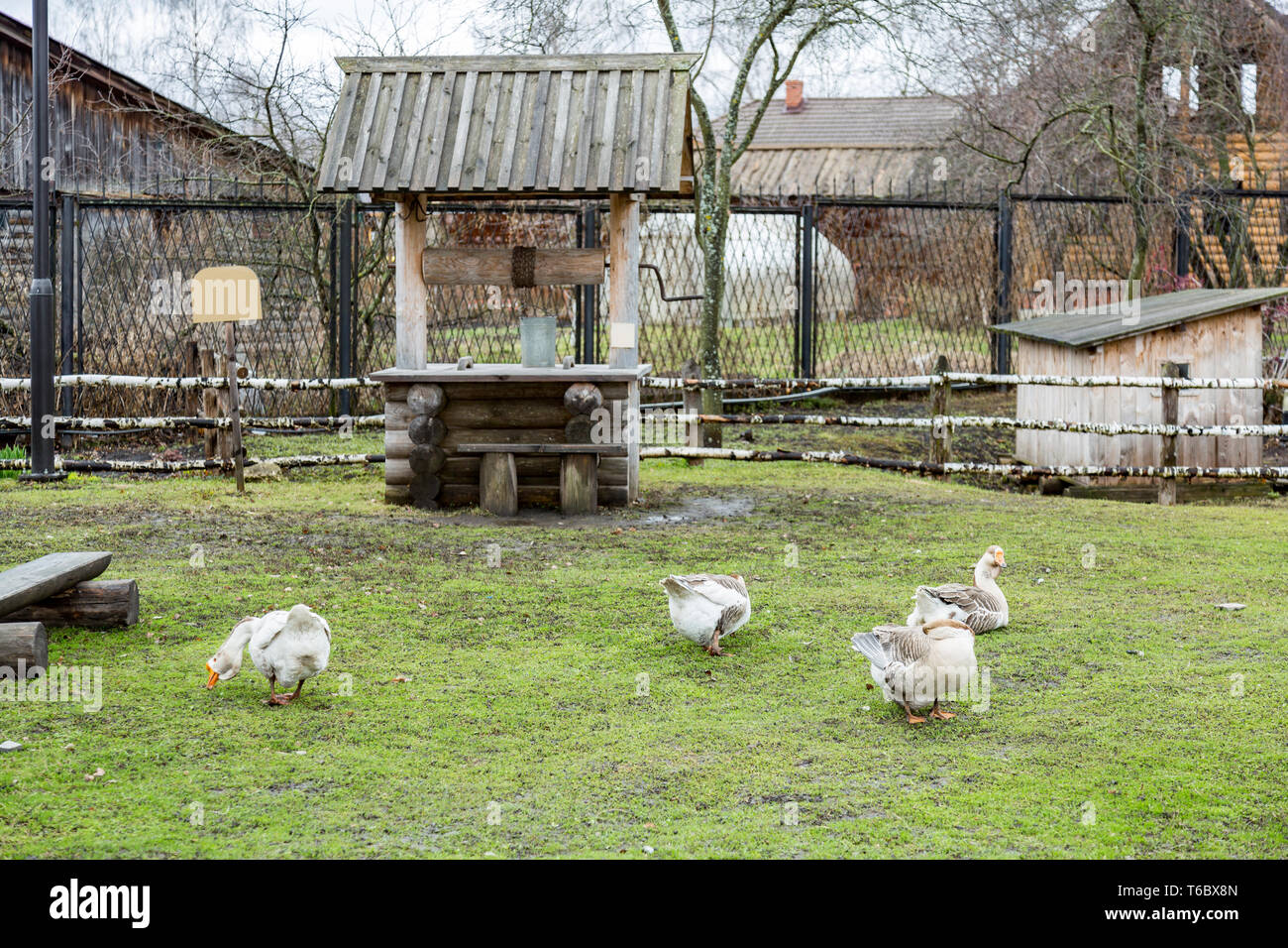 Geese on the green lawn Stock Photo
