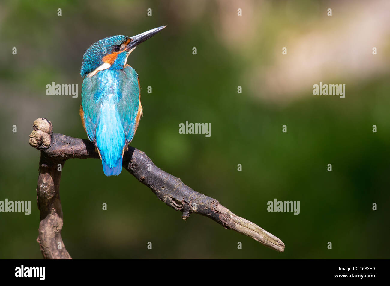 Common European Kingfisher, Alcedo atthis, Germany Stock Photo
