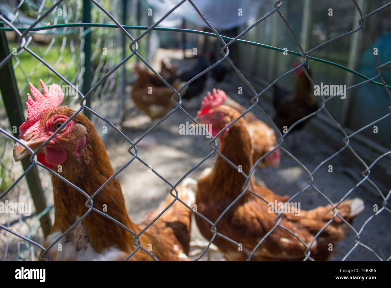 Brown chickens through wire mesh Stock Photo Alamy