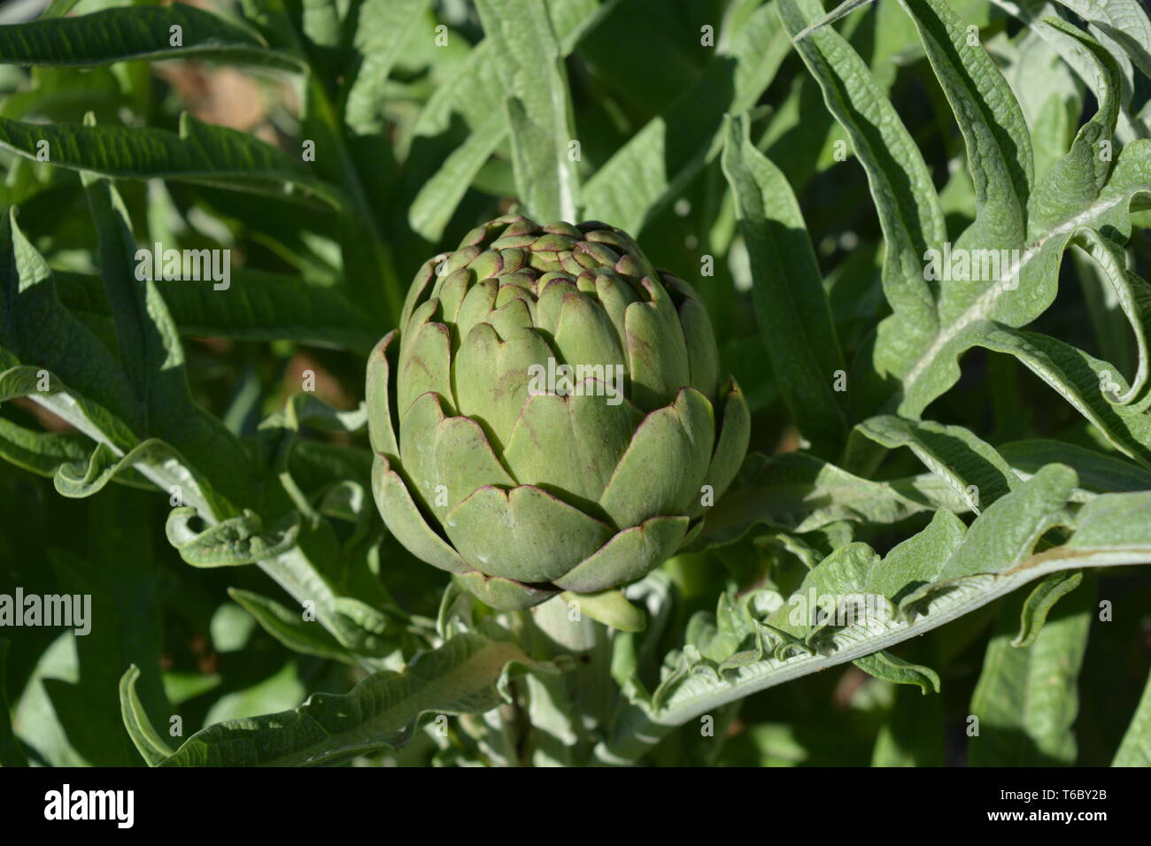 ripe globe artichoke plant  Free stock photos - Rgbstock - Free