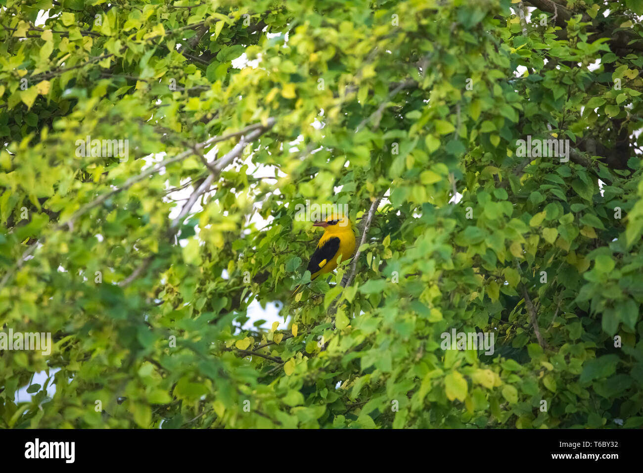 golden oriole bird siting in Branches of mulberry tree Stock Photo