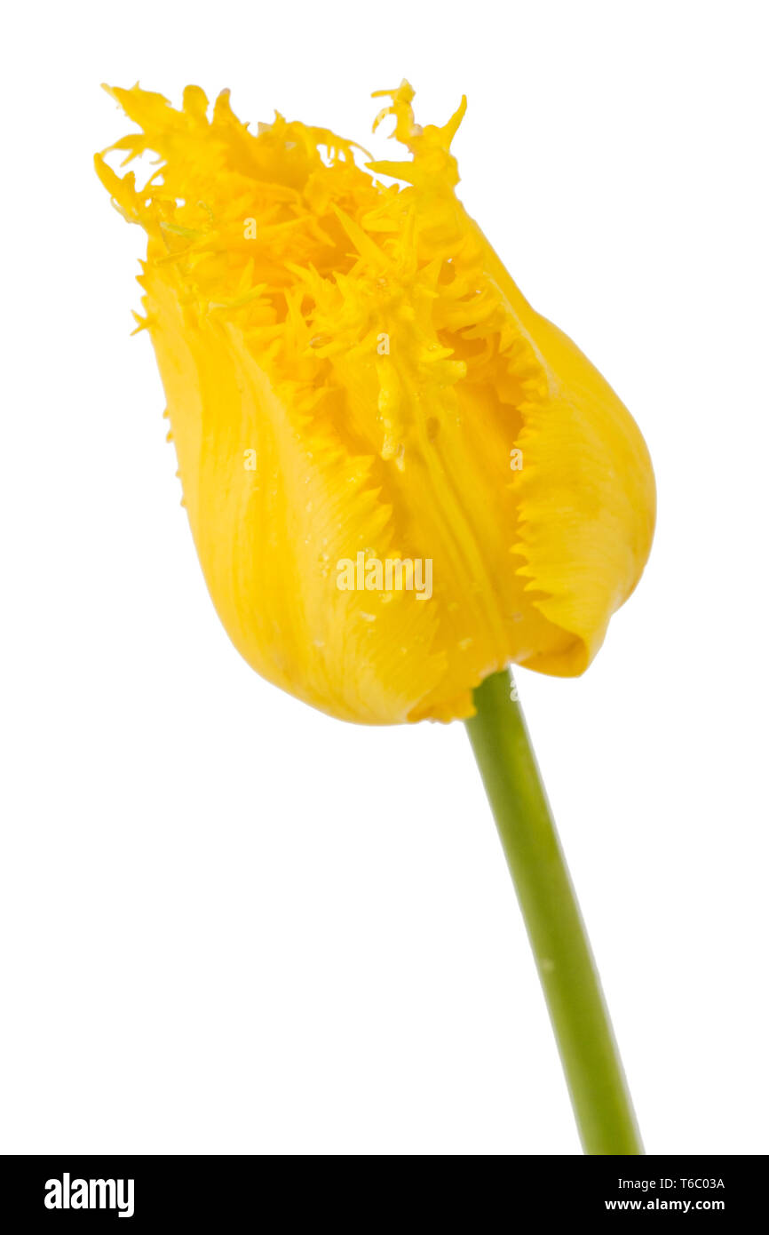 Yellow flower of tulip, isolated on white background Stock Photo - Alamy