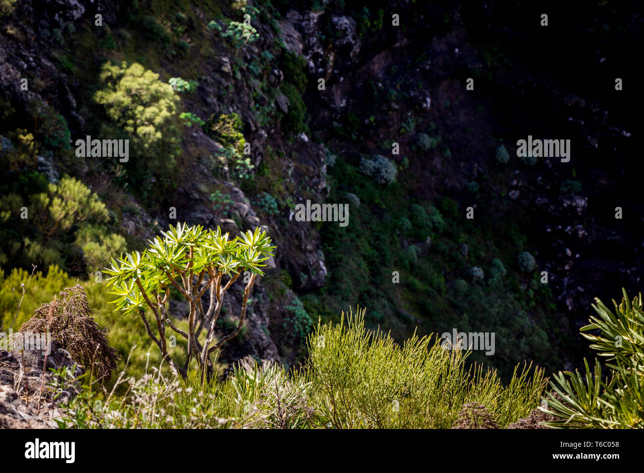 Landscape with aeonium (succulent) and rock. Spain, Tenerife, La Masca. Stock Photo