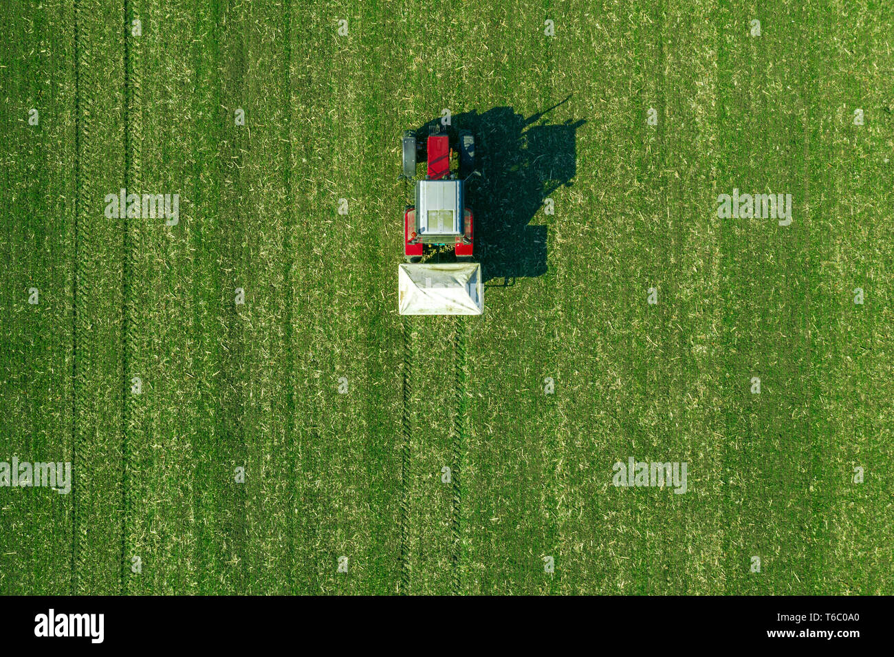 Agricultural tractor is fertilizing wheat crop field with NPK fertilizers, aerial view from drone pov Stock Photo