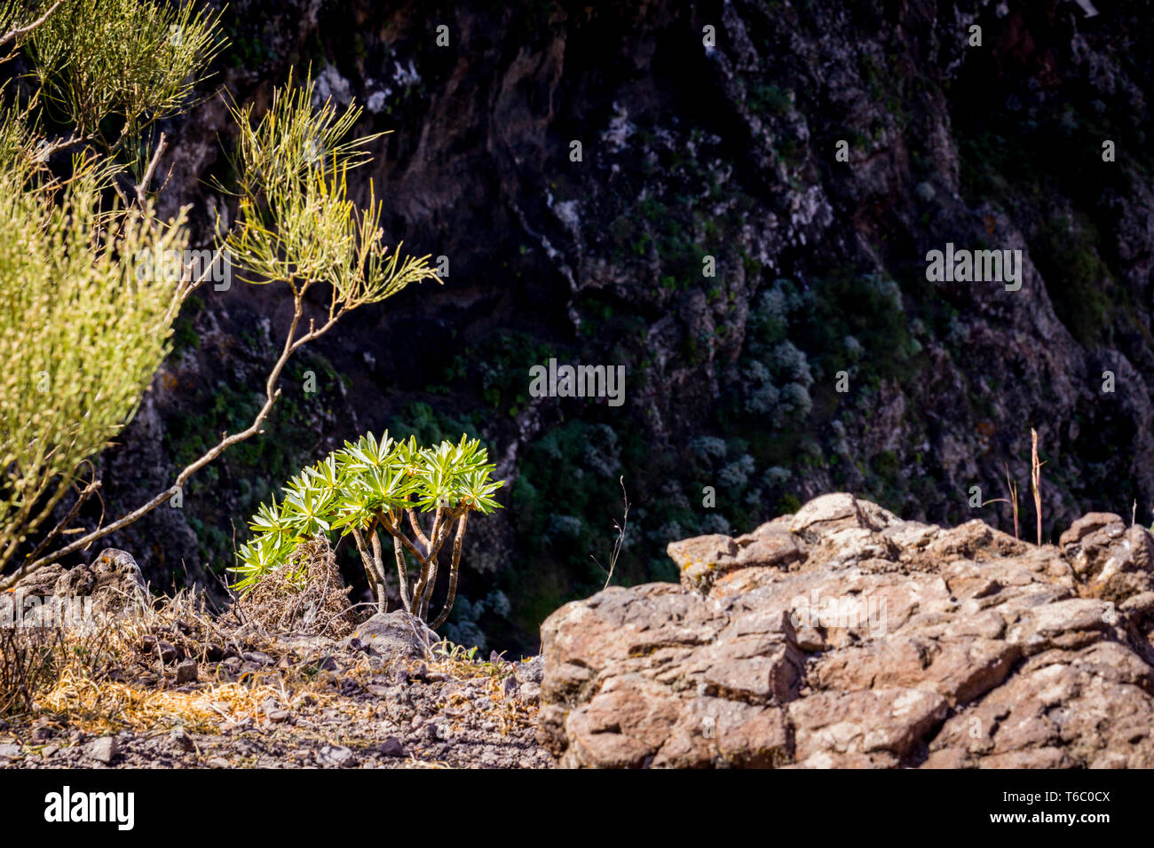 Landscape with aeonium (succulent) and rock. Spain, Tenerife, La Masca. Stock Photo