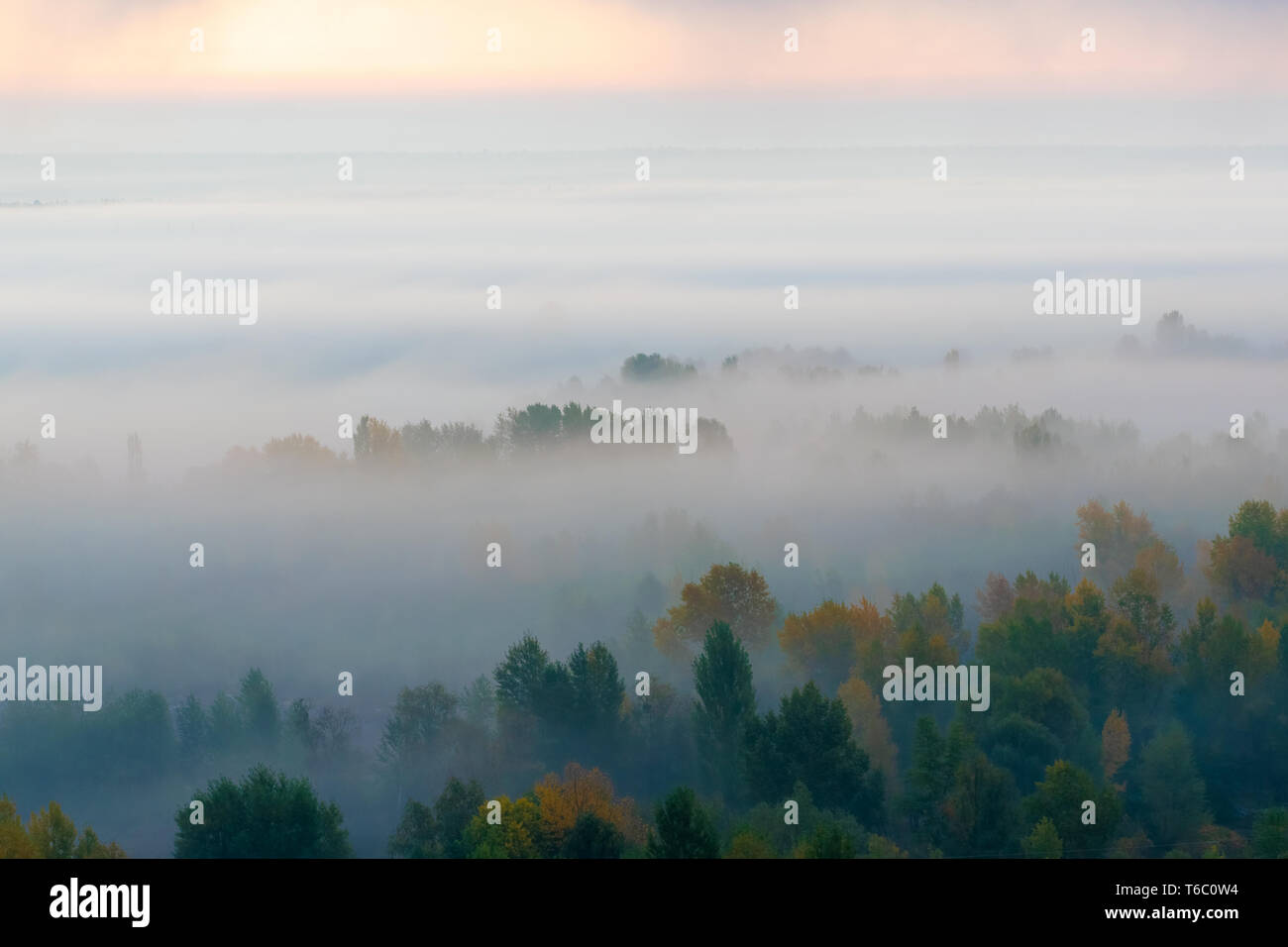 Tops of the trees covered with thick fog in the valley Stock Photo - Alamy