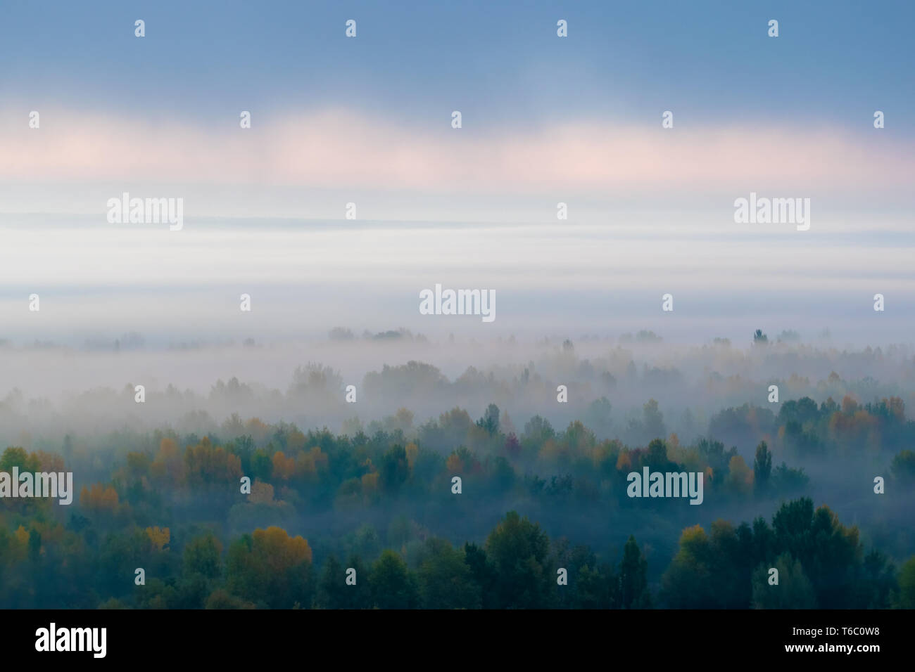 Mysterious forest covered thick fog hi-res stock photography and images ...