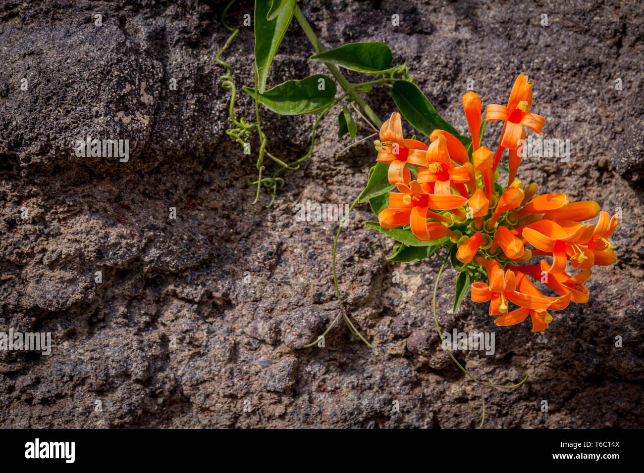 Close up photo of orange flower vine on the rock, stone. La Macs Tenerife, Spain. Stock Photo