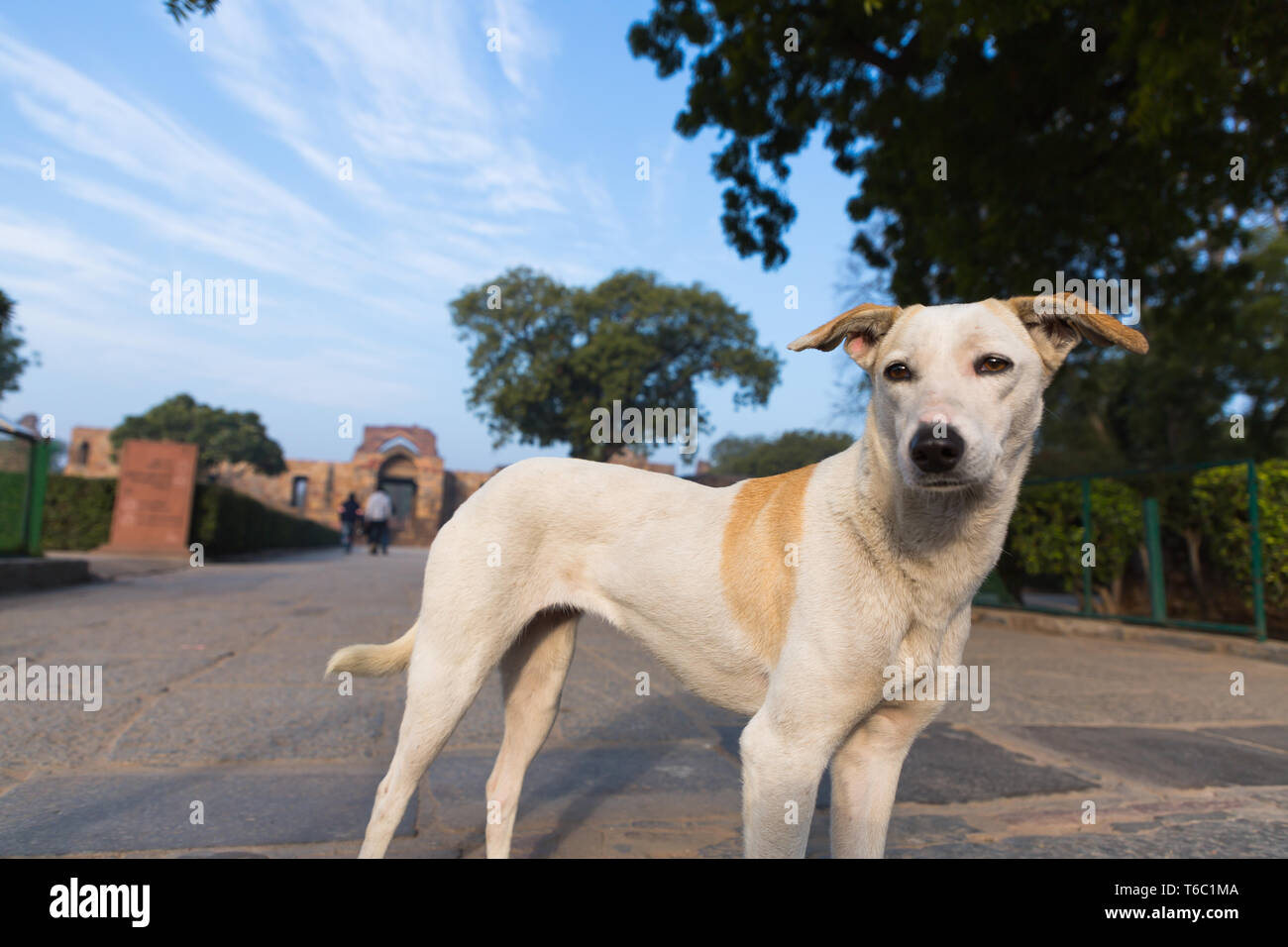 Dramatic portrait of an Indian street dog in the early morning Stock Photo