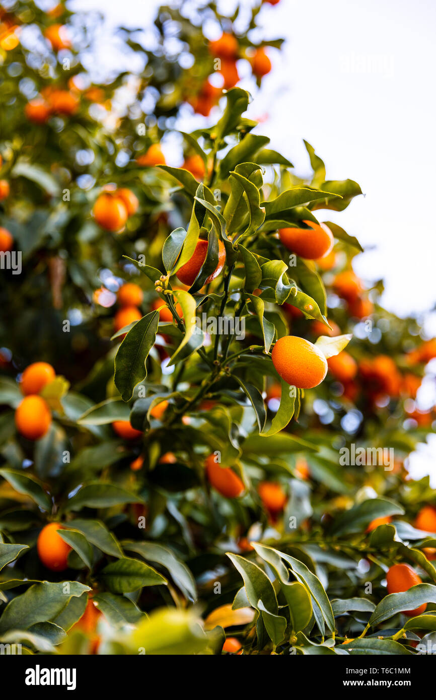 Kumquat tree, Positano, Italy Stock Photo