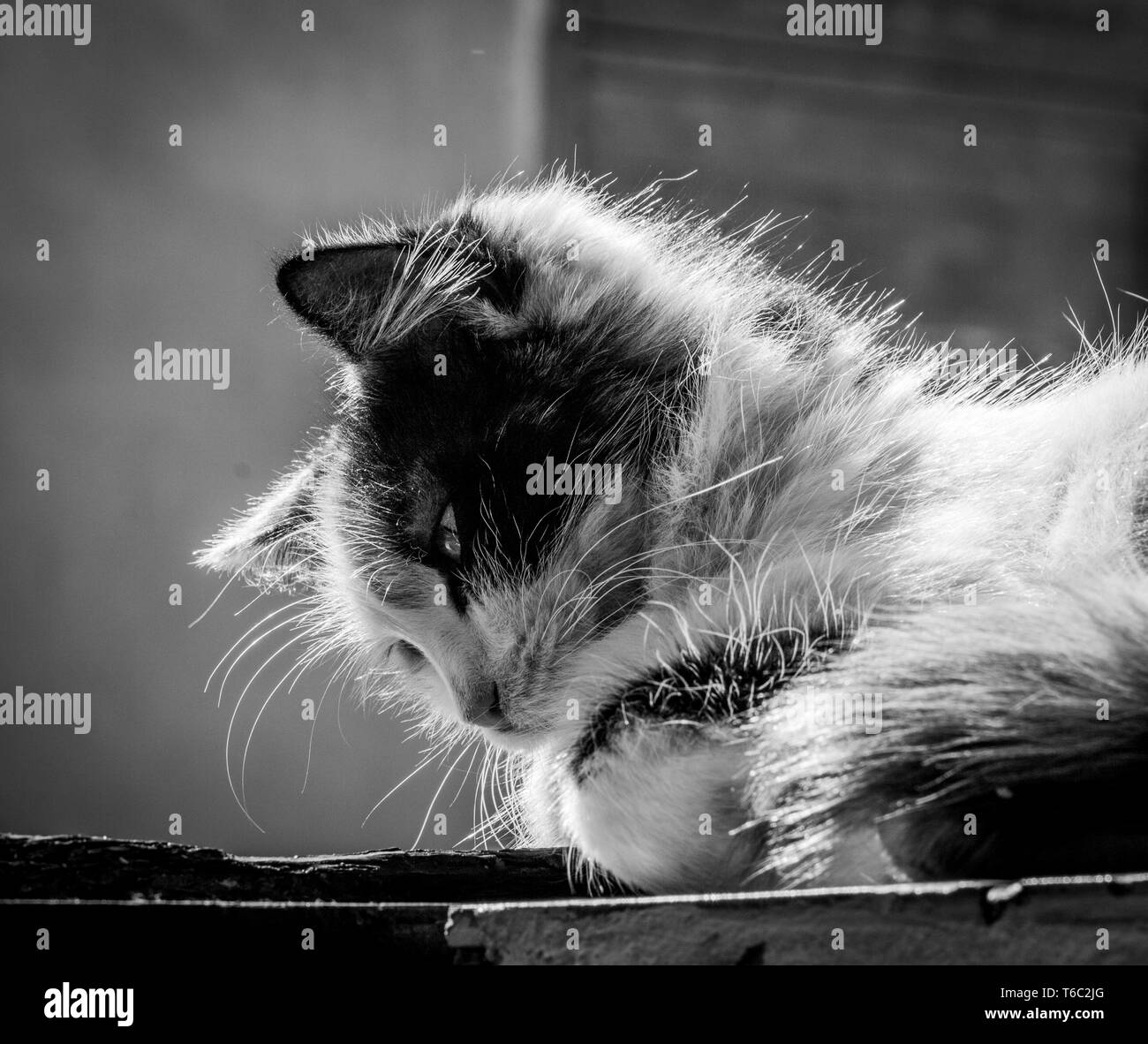 Close-up photo of tricolor cat. Kitten sitting in the sunlight. Sleepy, lazy, cute cat, soaking up the sunshine, rays, the sun Garachico (Tenerife) Stock Photo