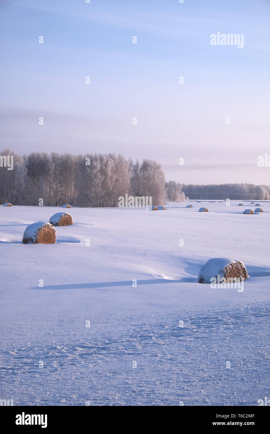 Siberian rural winter landscape with hay rolls in the field covered by ...