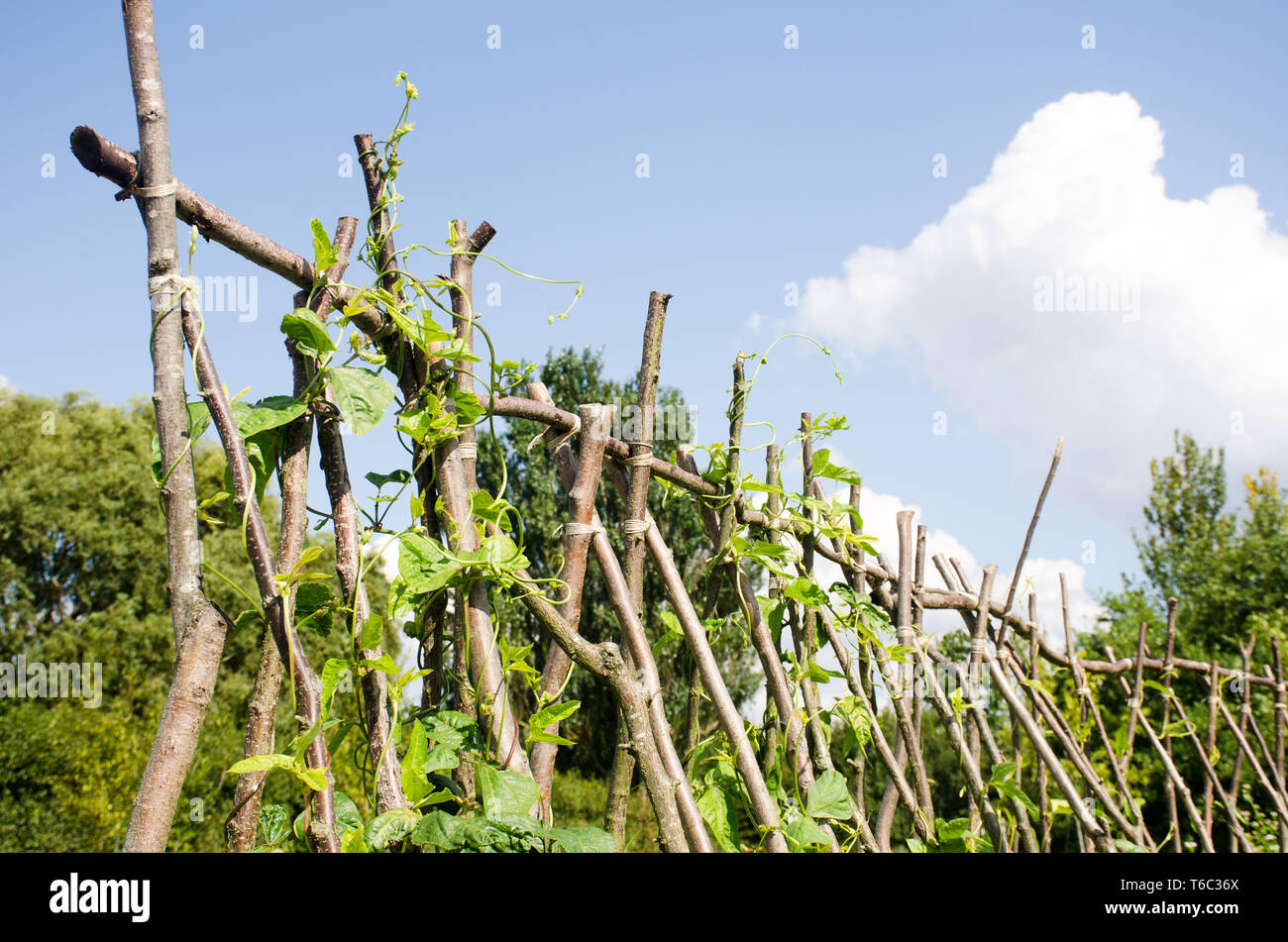 Beans growing on Hazel beanpoles Stock Photo