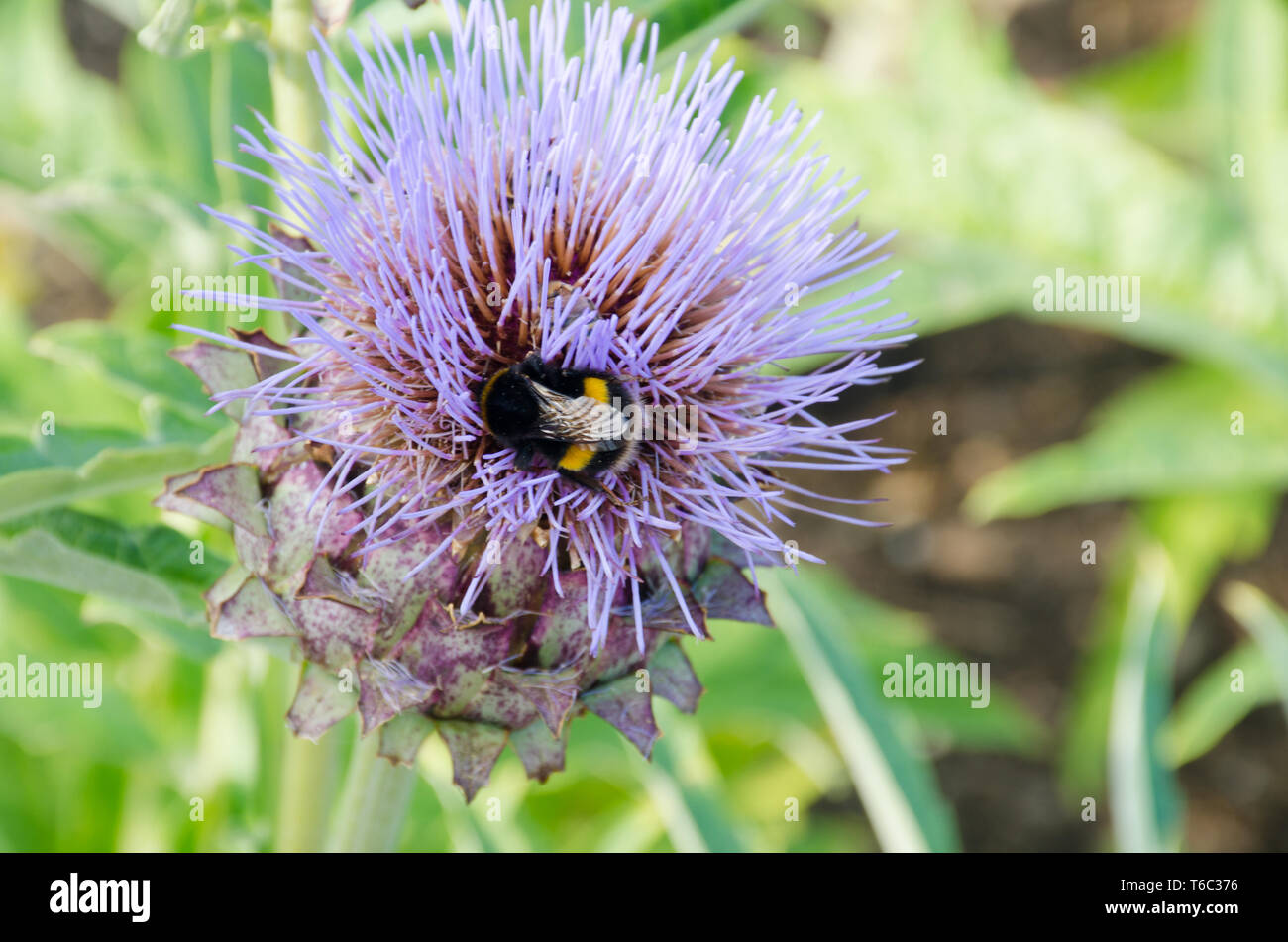 Bee on Blue thistle Stock Photo