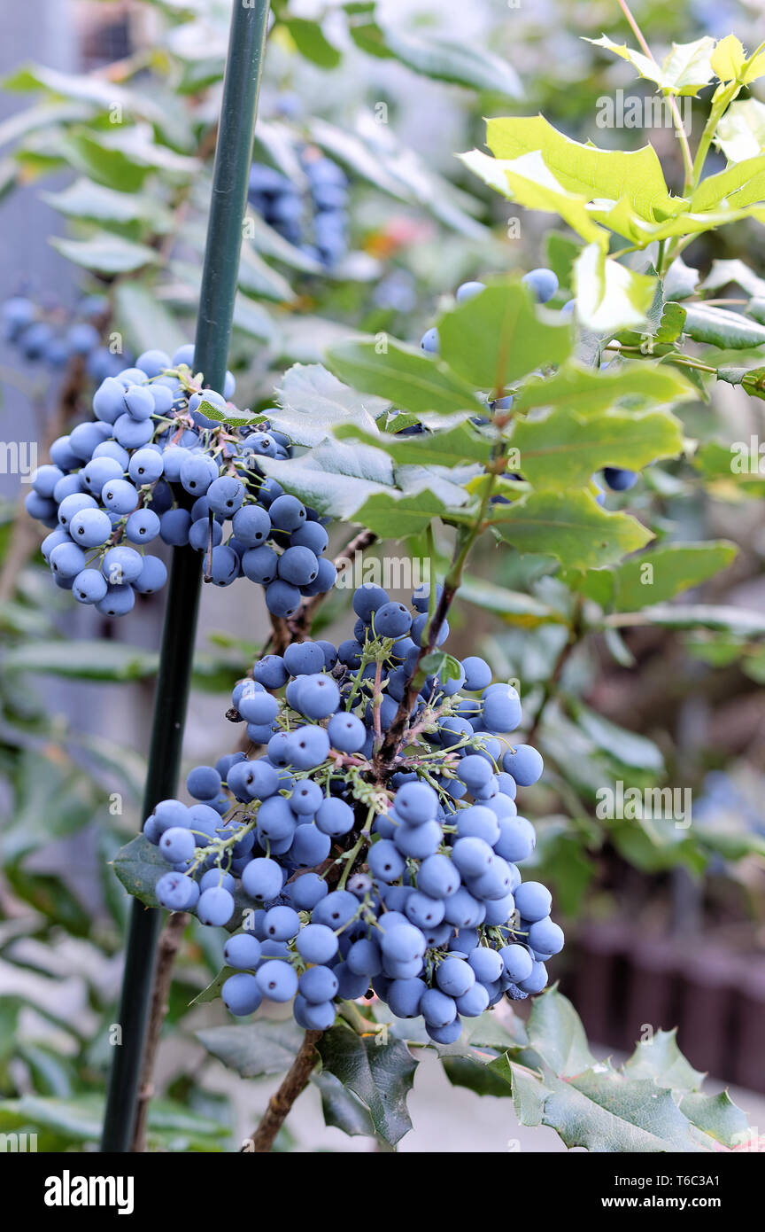 Fruit of a mahonia (Mahonia aquifolium) Stock Photo