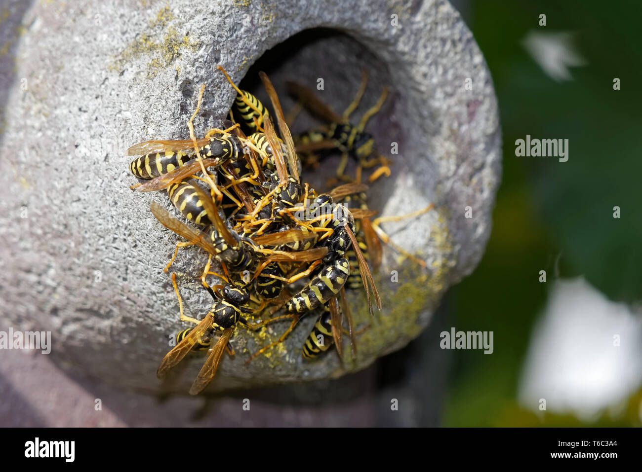 European paper wasp in a nesting box Stock Photo