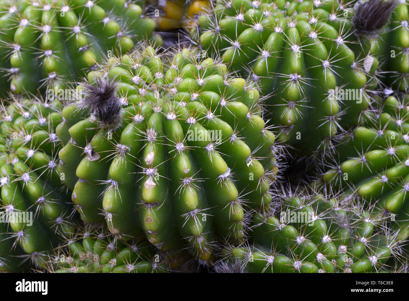 Echinopsis calochlora, Brasil, Mato Grosso Stock Photo