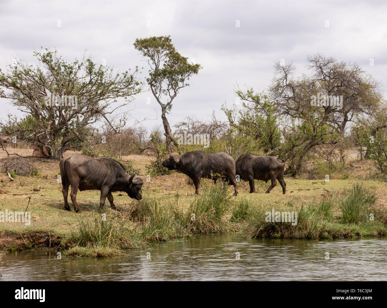 Cape Buffalo on a riverbank in Southern African savanna Stock Photo