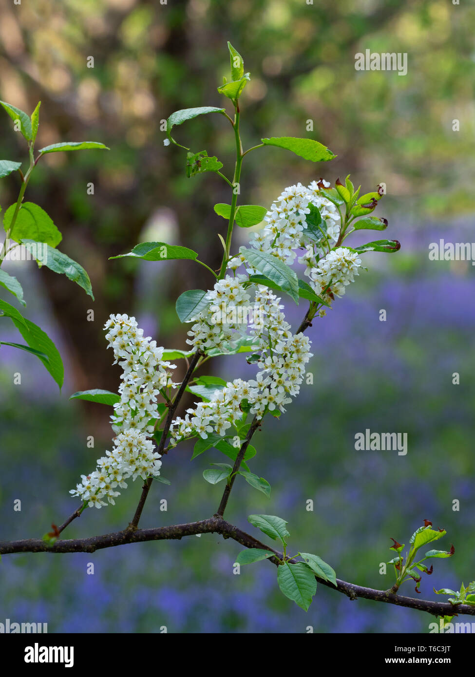 Bird cherry Prunus padus  hackberry, hagberry, or Mayday tree Stock Photo