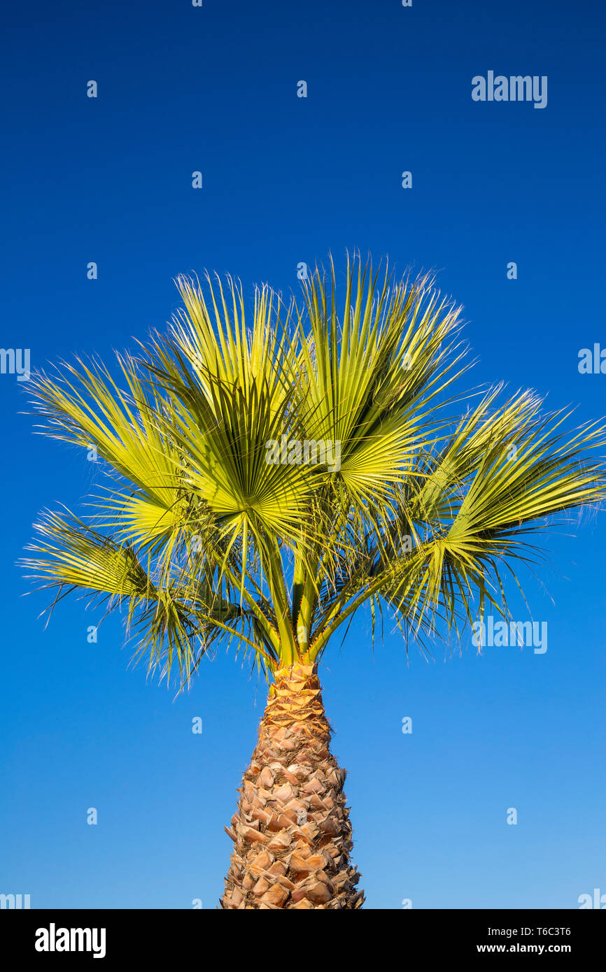 Spain, La Linea, Palm tree Stock Photo