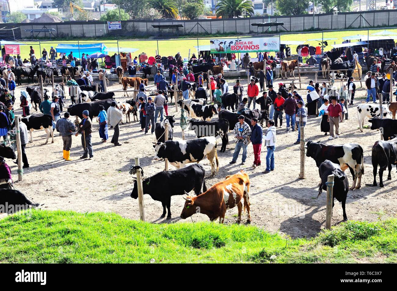 Ecuador cow hi-res stock photography and images - Alamy