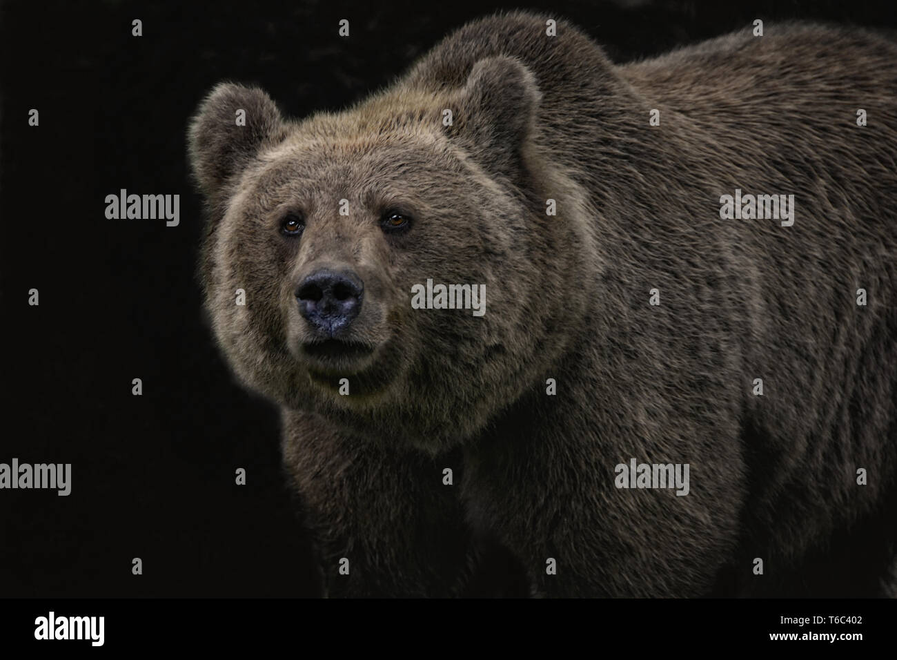 Ursus arctos horribilis, Alaskan Grizzly Bear,  Alaska Stock Photo
