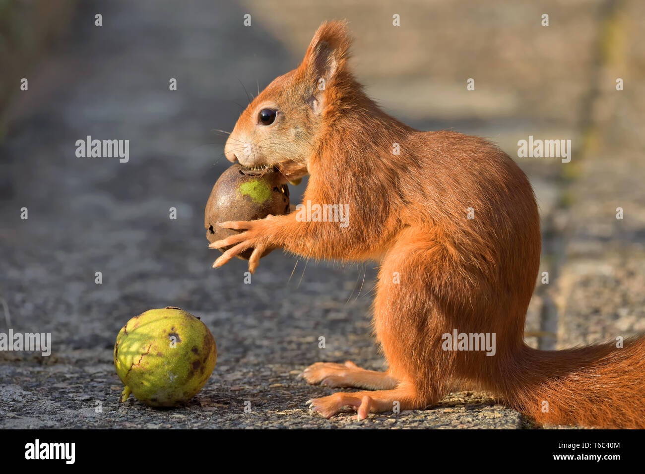 Red Squirrel with  walnuts Stock Photo