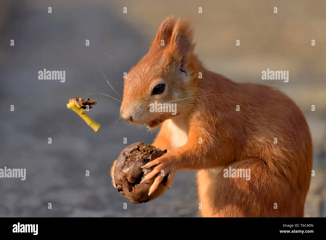Red Squirrel eating  a walnut Stock Photo