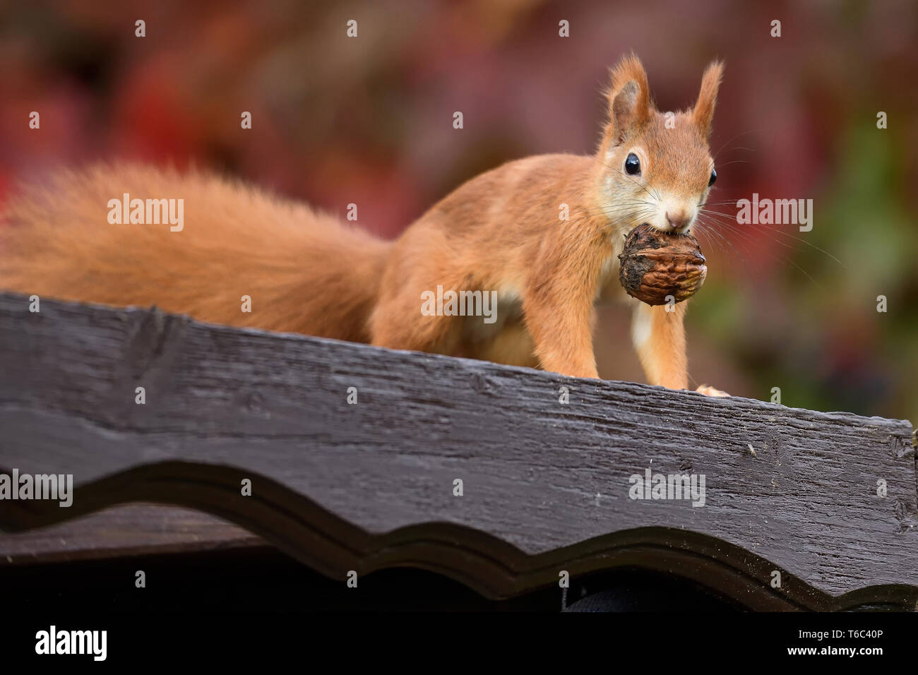 Red Squirrel with a walnut Stock Photo