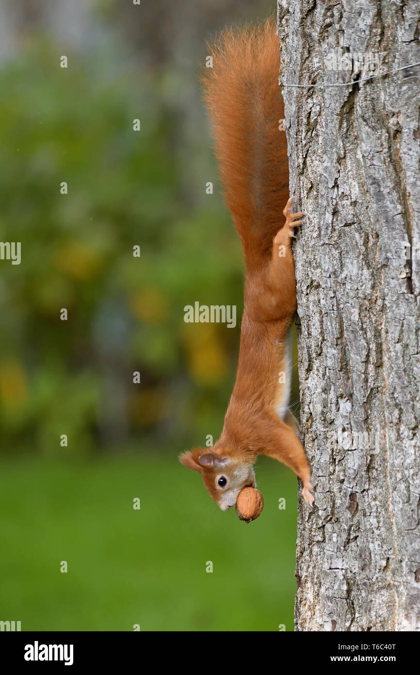 Red Squirrel at the walnuttree Stock Photo