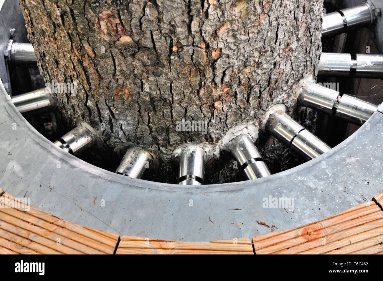 Steel screws in the tree trunk Stock Photo Alamy