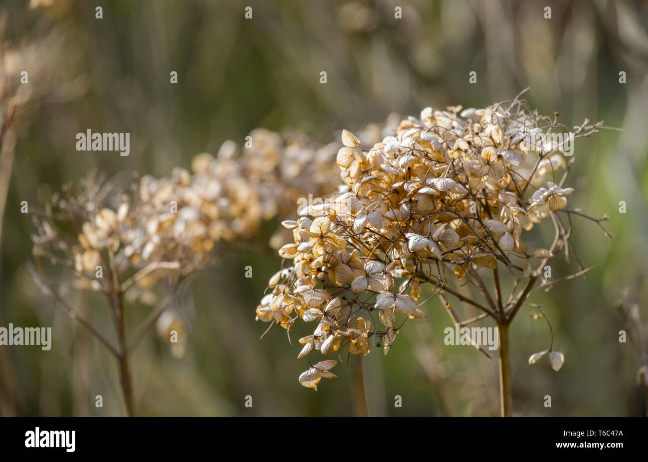 hydrangea flower Stock Photo