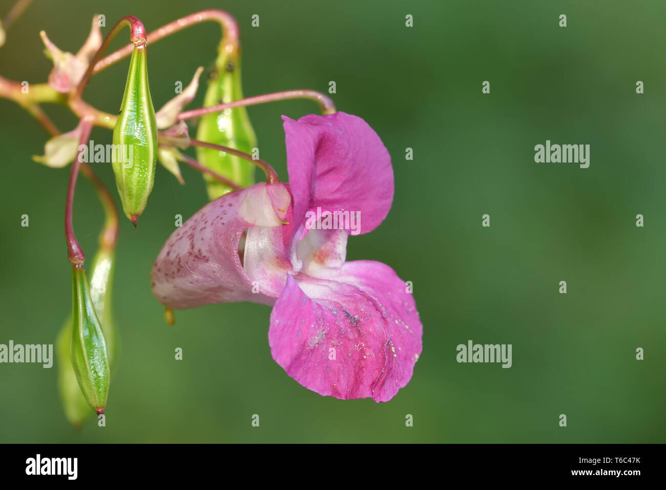 Impatiens glandulifera Stock Photo