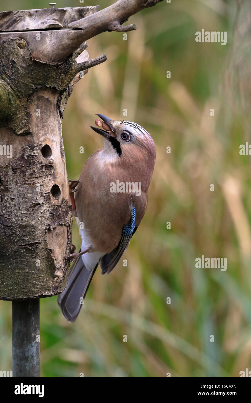 Jay Bird Uk Stock Photos Jay Bird Uk Stock Images Alamy