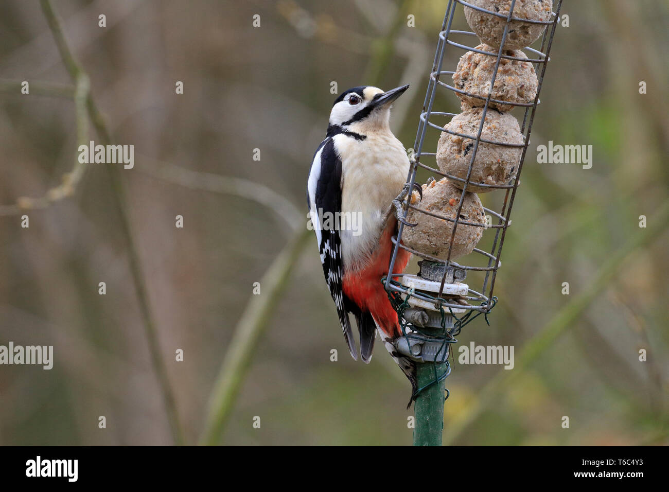 Great Spotted Woodpecker, Dendrocopos major on a fat ball feeder, YWT Adel Dam, Leeds, West Yorkshire, England, UK. Stock Photo
