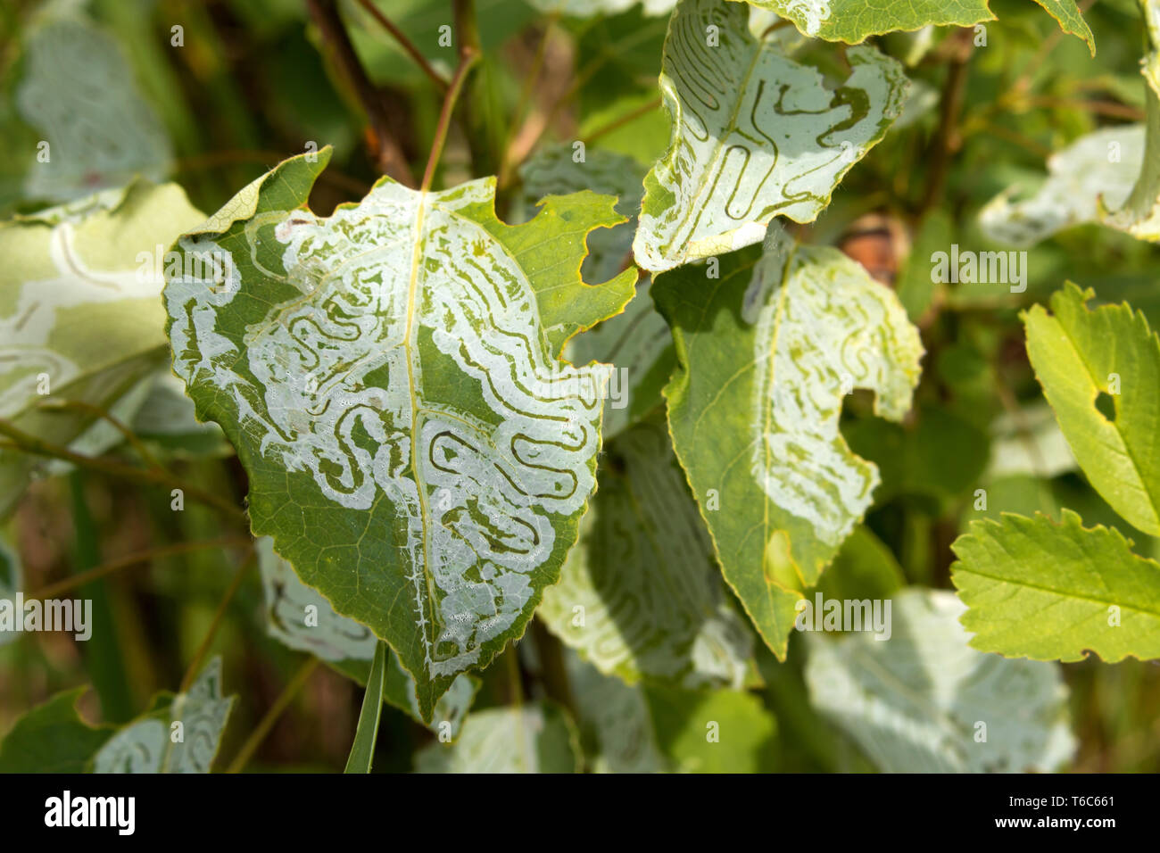 Leaf miner damage on green tree leaves. Feeding tunnel trail visible. Stock Photo