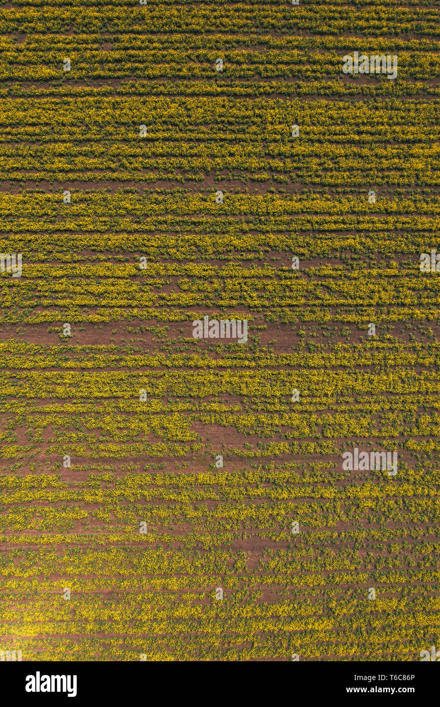 Aerial view of canola rapeseed field in poor condition due to drought season and arid climate, top view Stock Photo