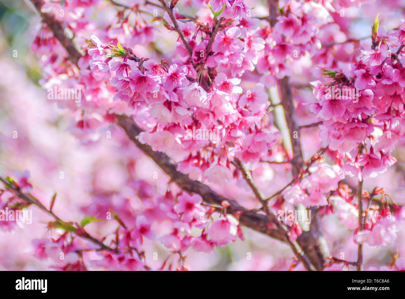 Spring time with beautiful cherry blossoms, pink sakura flowers. Stock Photo