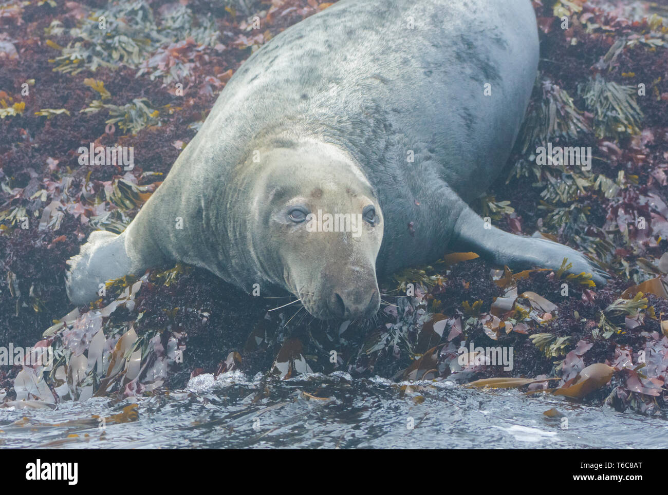 Gray Seal (Halichoerus grypus). Near Machias Seal Island off the coast