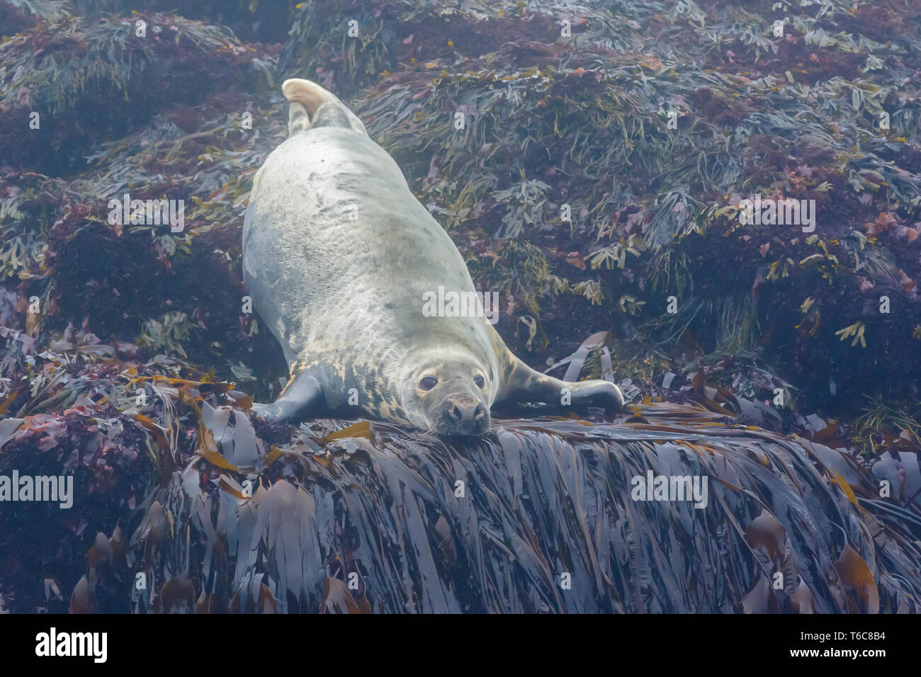 Grey Seal (Halichoerus grypus) resting on a small, rocky island off the coast of Maine, near Acadia National Park. Seals use small islands as haulouts Stock Photo