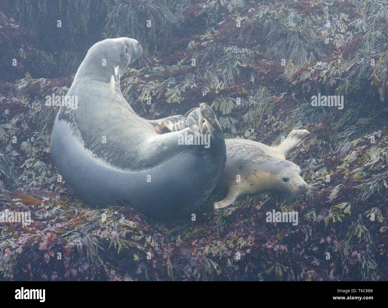 Gray Seal (Halichoerus grypus). Harbor Seal pup (Phoca vitulina) sliding by a gray seal. Near Machias Seal Island off the coast of Maine. Stock Photo